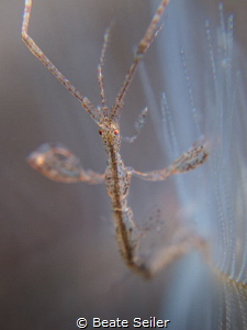 skeleton shrimp by Beate Seiler 